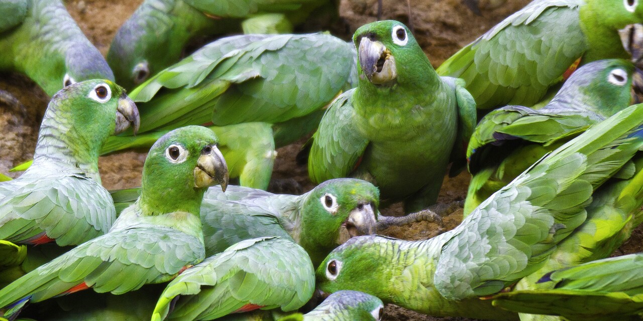 A group of parrots at a clay lick