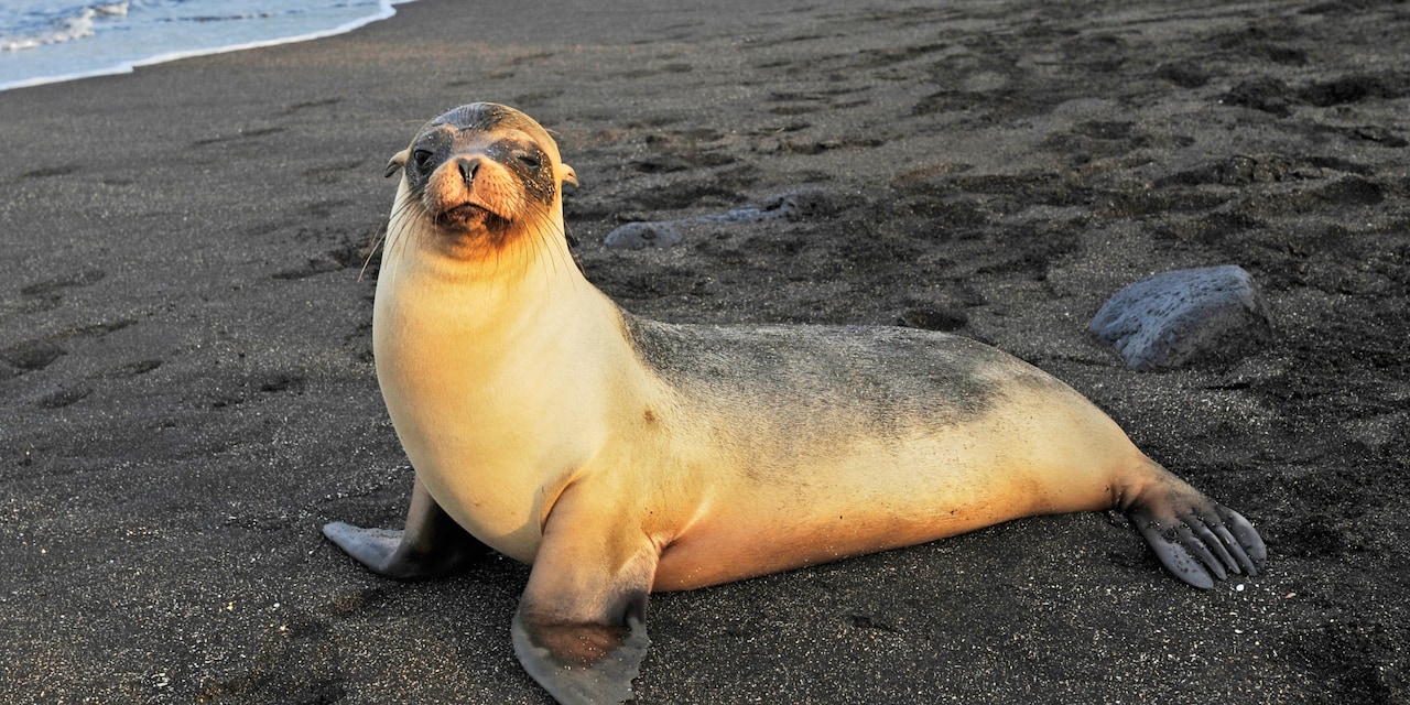 A sea lion rests on the shore A sea lion rests on the shore