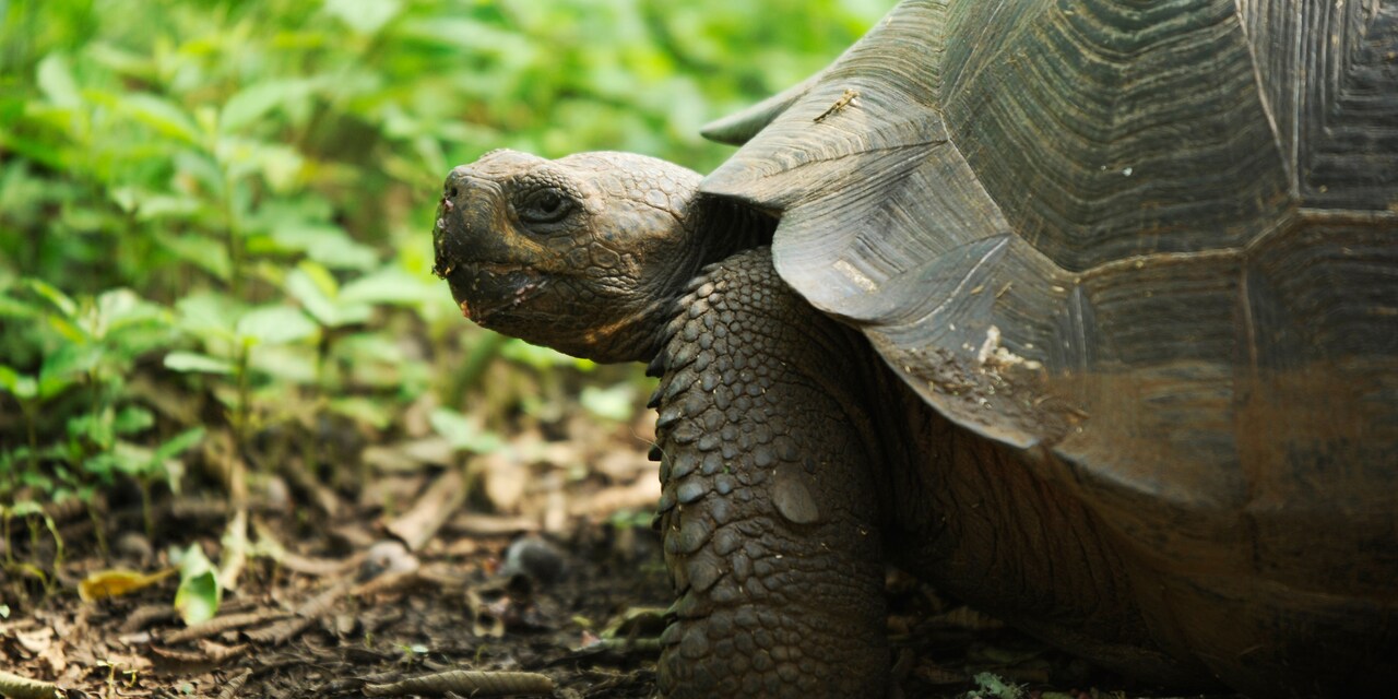 A Galápagos tortoise A Galápagos tortoise
