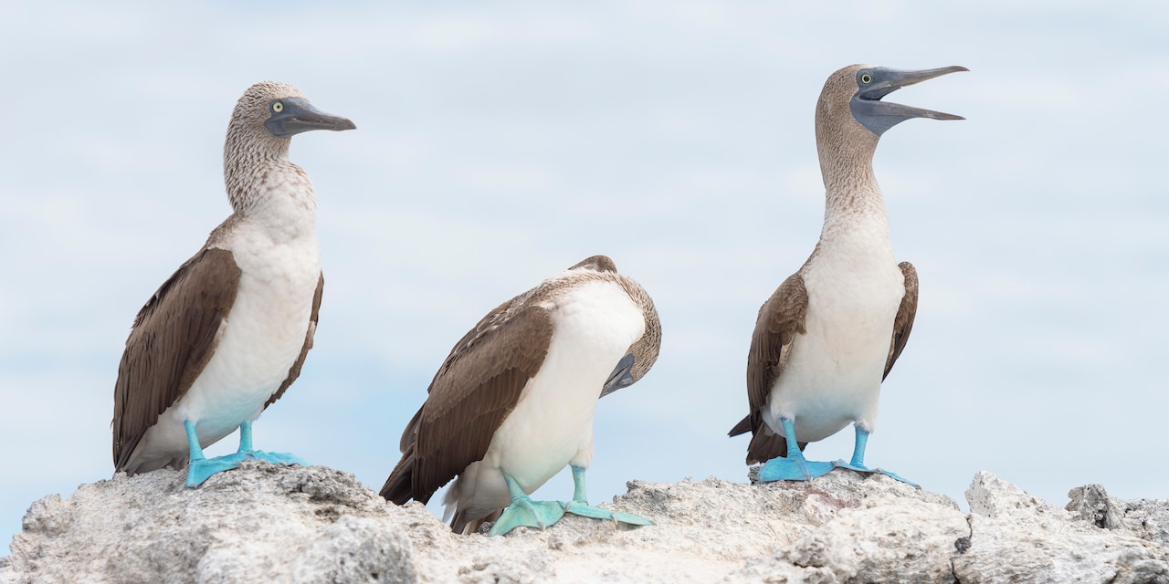 Three blue footed boobies perched on a rock Three blue footed boobies perched on a rock