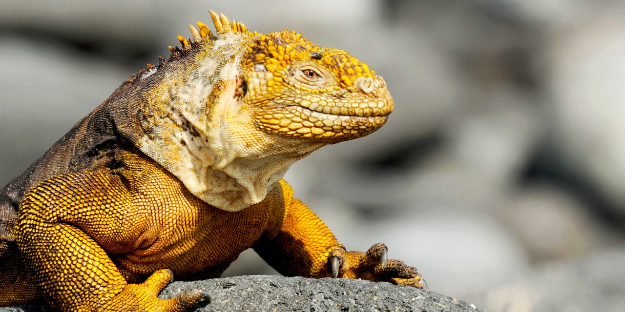 An iguana at rest on a rock An iguana at rest on a rock