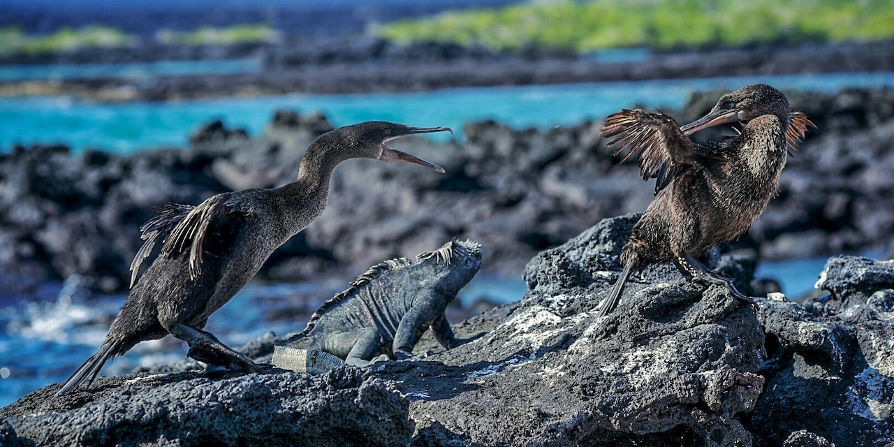 Two flightless cormorants and a marine iguana rest on a rock formation Two flightless cormorants and a marine iguana rest on a rock formation
