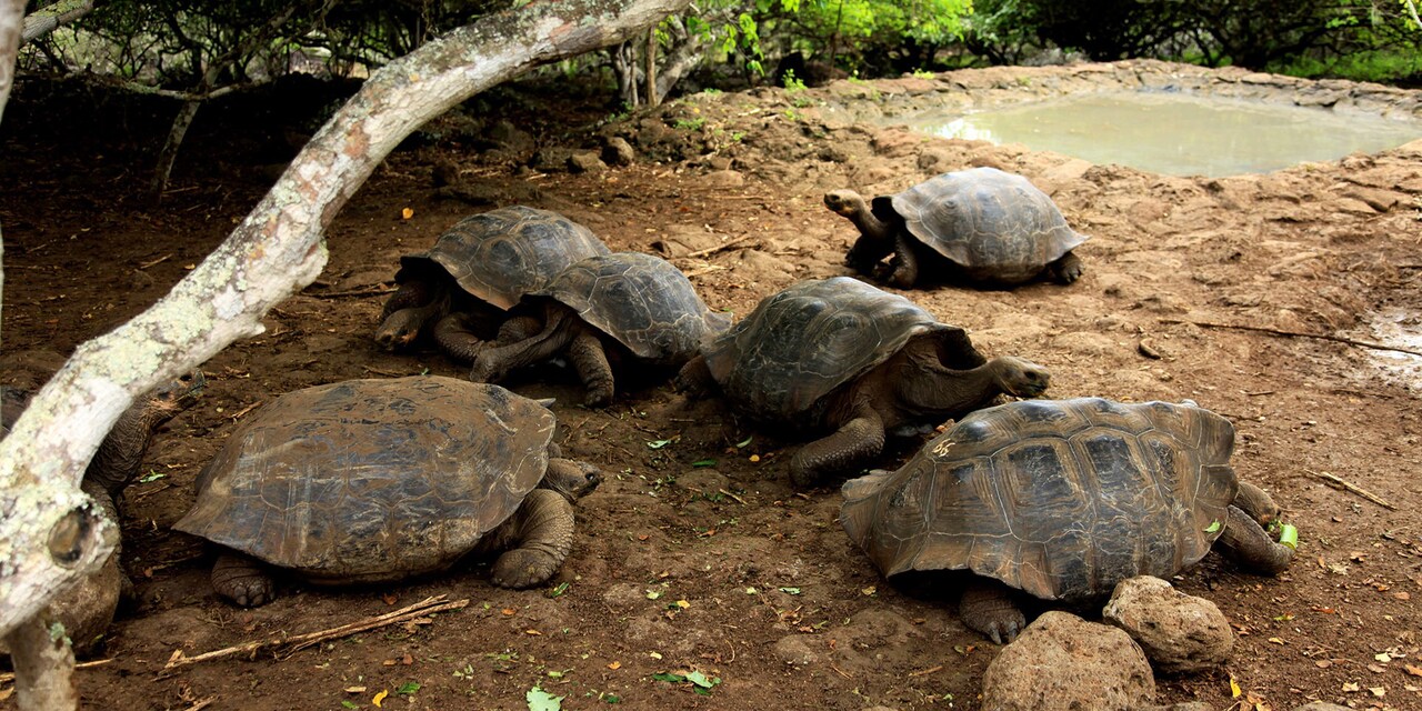 A group of 6 tortoises congregate near a small pool of water A group of 6 tortoises congregate near a small pool of water