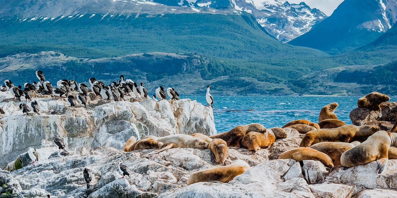 Seals lounging on rocks at the Beagle Channel while penguins look on
