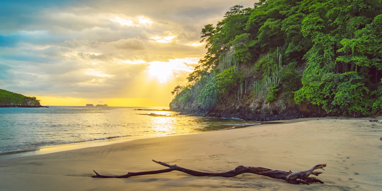 A tree branch on the sand near the water and grove of trees on a beach in Costa Rica