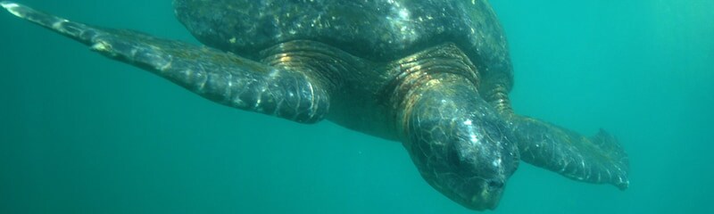 A sea turtle swims underwater A sea turtle swims underwater
