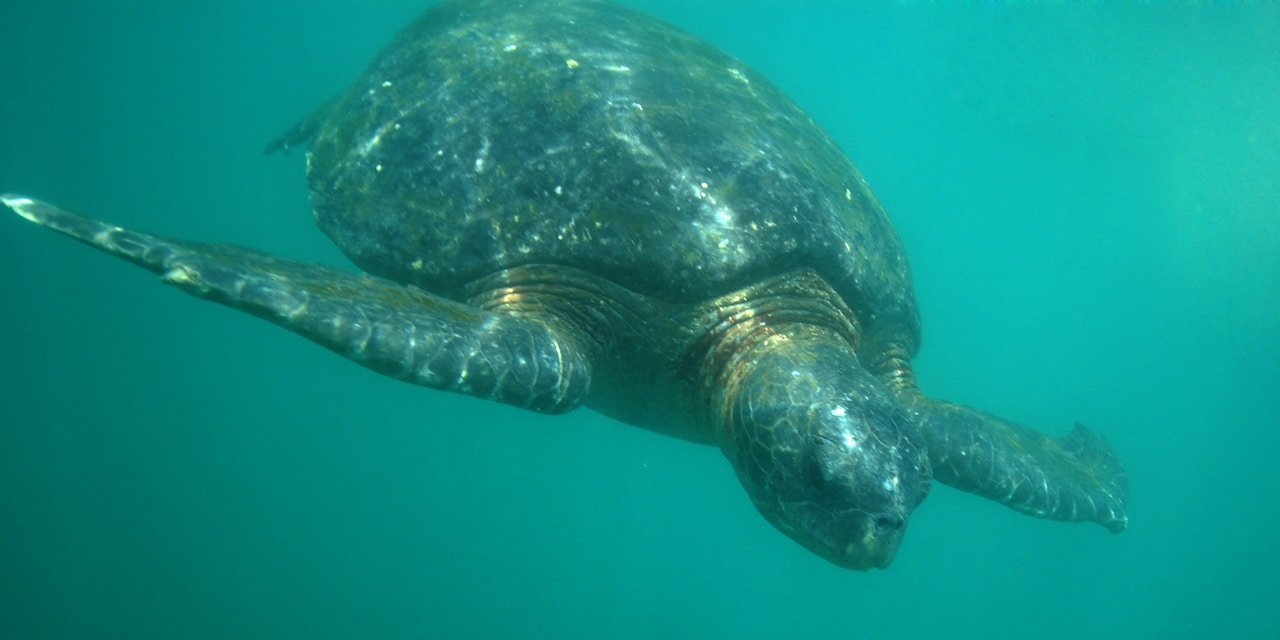 A sea turtle swims underwater A sea turtle swims underwater