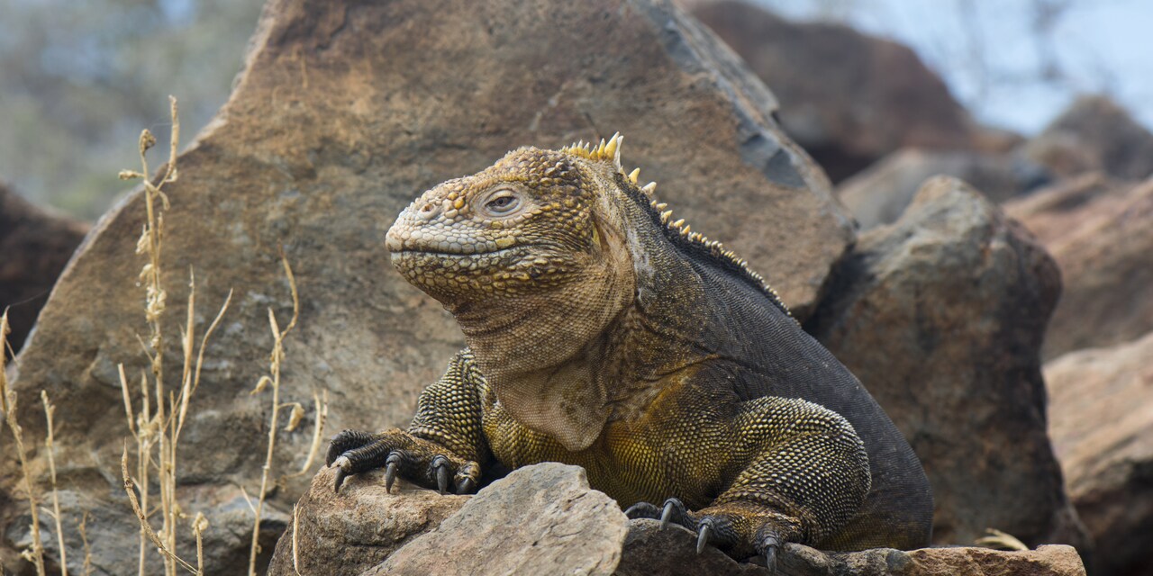 Iguana perched on a rock