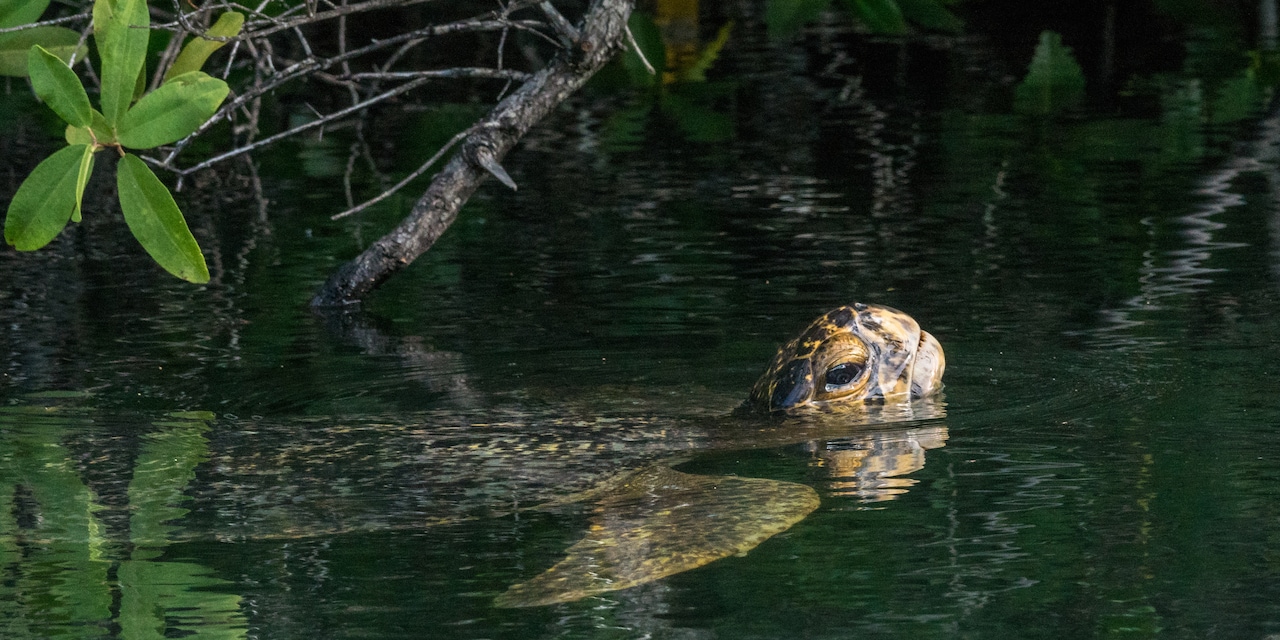 Sea turtle swimming in a cove Sea turtle swimming in a cove