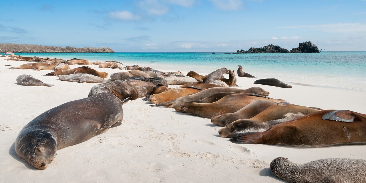 A group of seals resting on a sandy beach