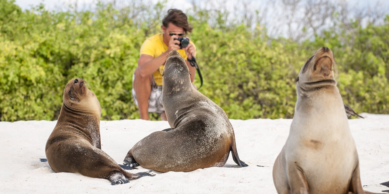 A man takes pictures of 3 seals on a beach