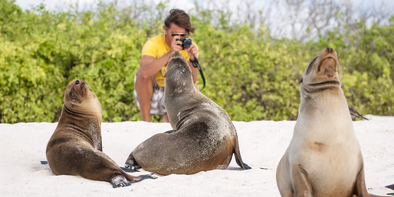 A man takes pictures of 3 seals on a beach A man takes pictures of 3 seals on a beach