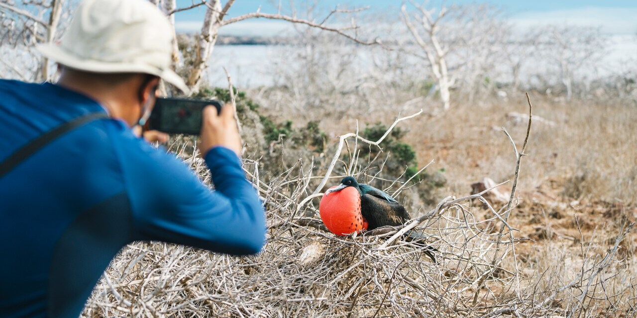 A man in a hat takes a picture of a frigate bird sitting in some branches