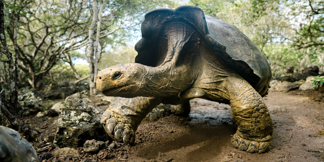 A Galápagos tortoise on a muddy path