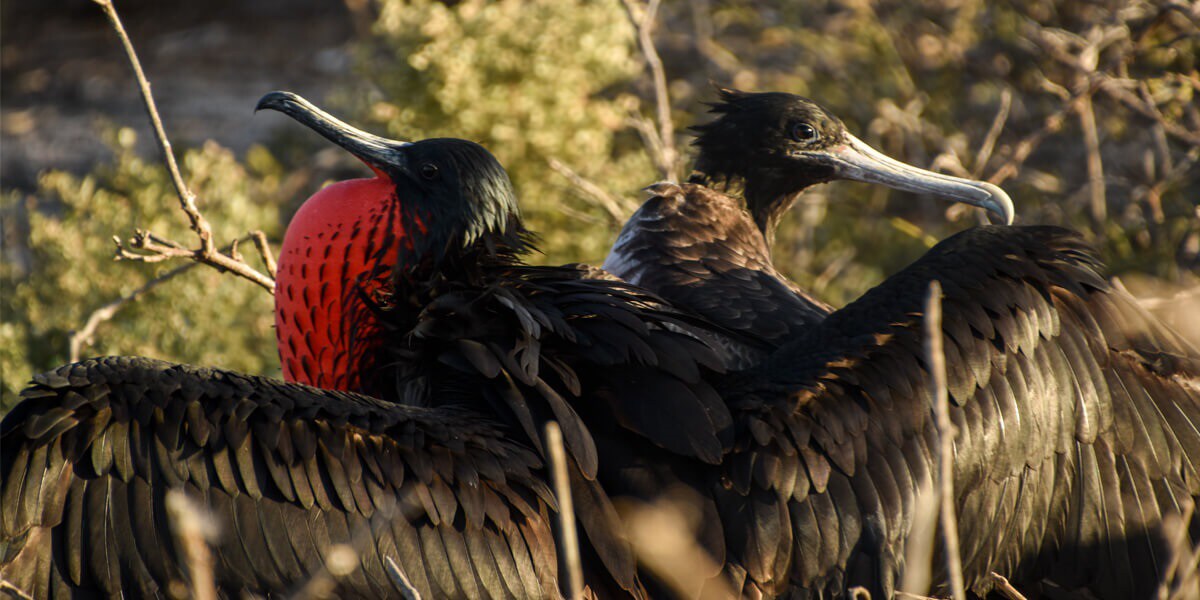 Two frigate birds in a tree Two frigate birds in a tree