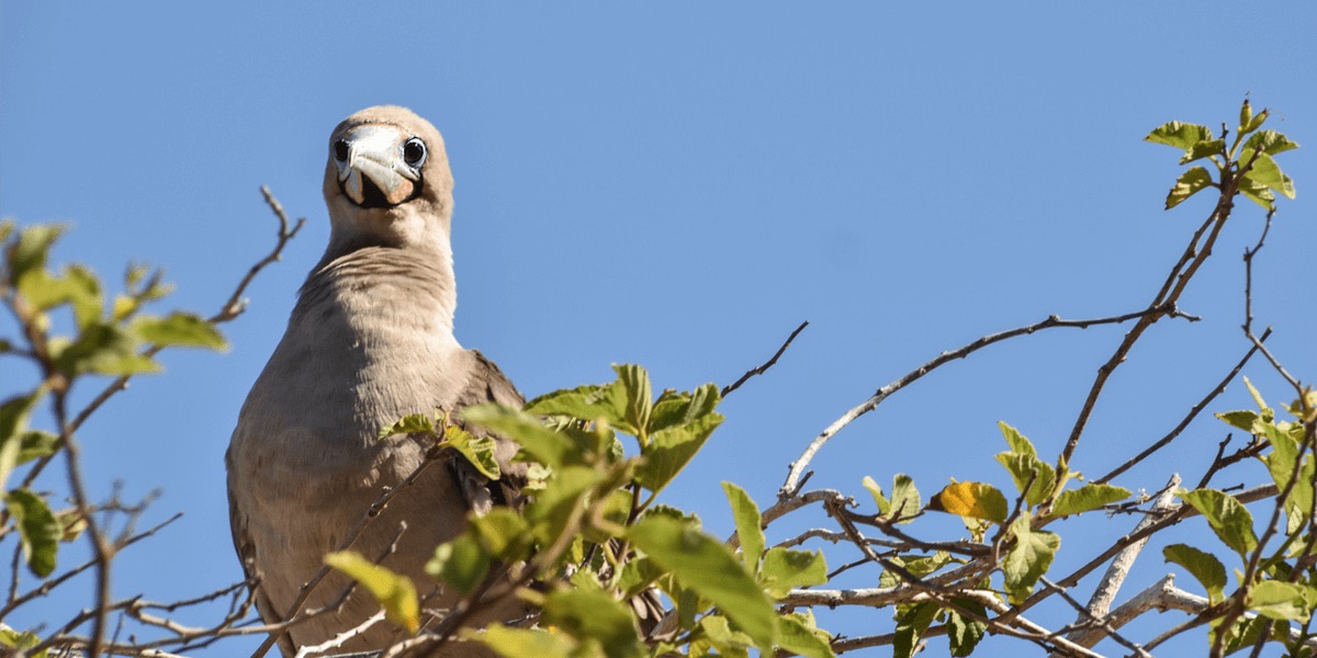 Red Foot Booby perched in a tree