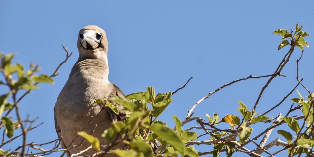 Red Foot Booby perched in a tree Red Foot Booby perched in a tree