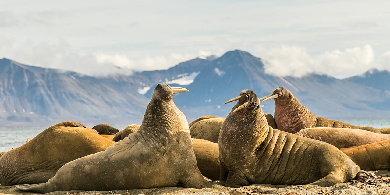 A herd of walruses on the sand near a mountain range A herd of walruses on the sand near a mountain range