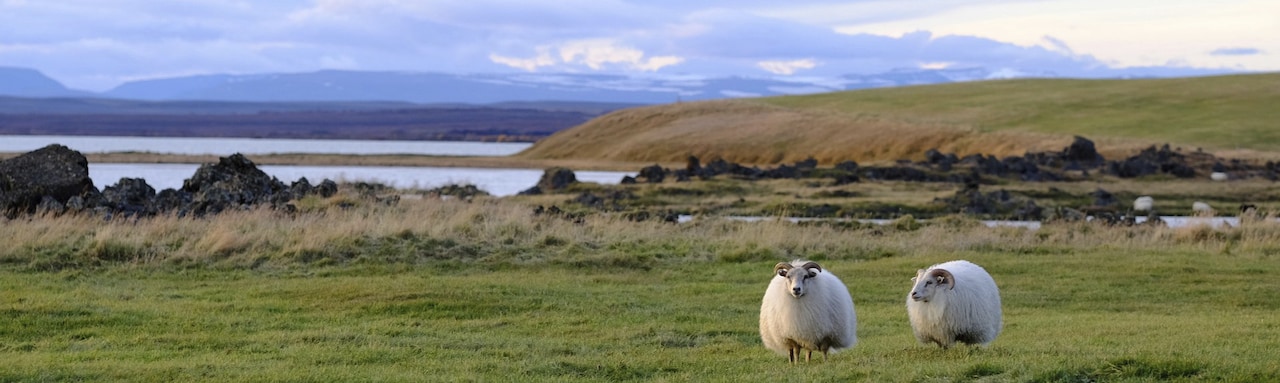 Two sheep graze in a grassy field near the water