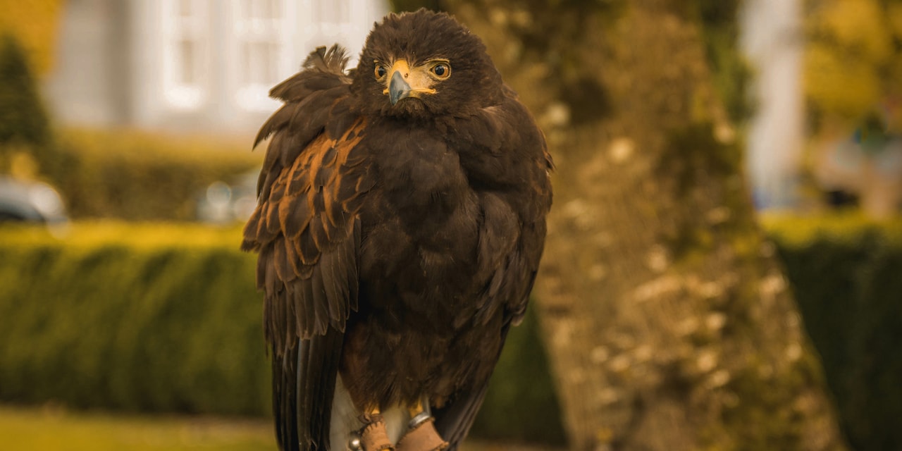 A falcon on its perch