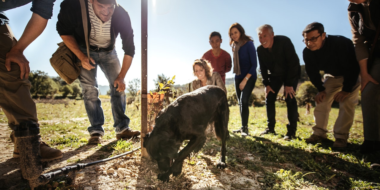 A group of people are bent down watching a dog dig for truffles A group of people are bent down watching a dog dig for truffles