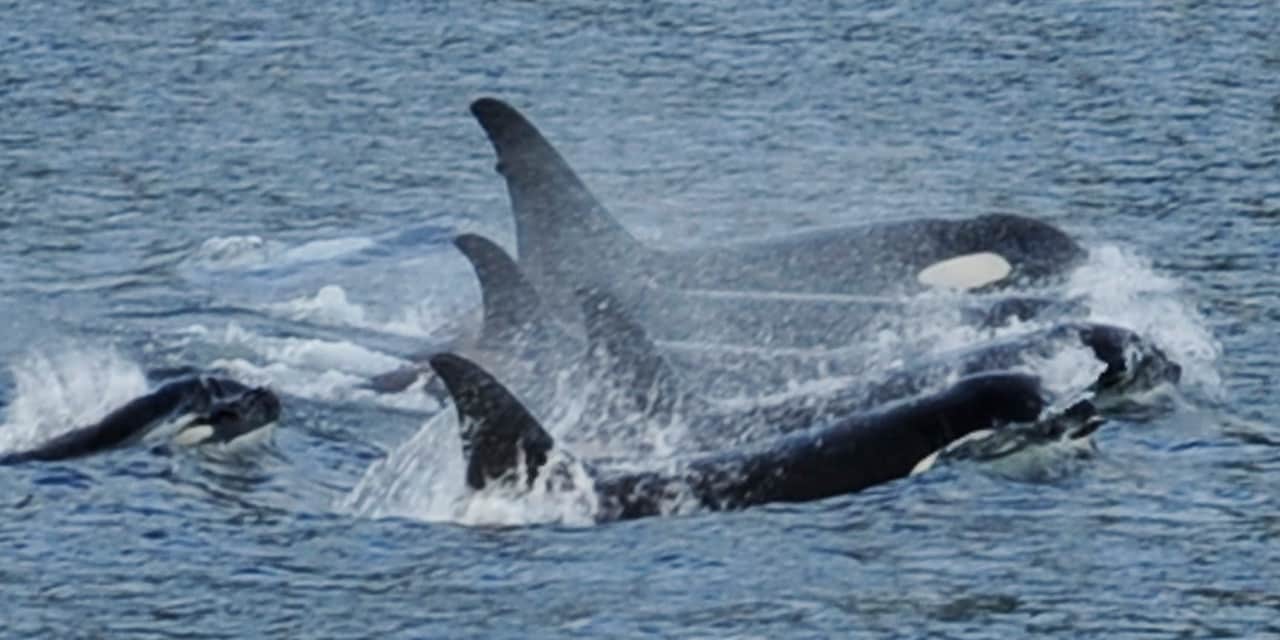 A pod of killer whales breach the ocean’s surface A pod of killer whales breach the ocean’s surface