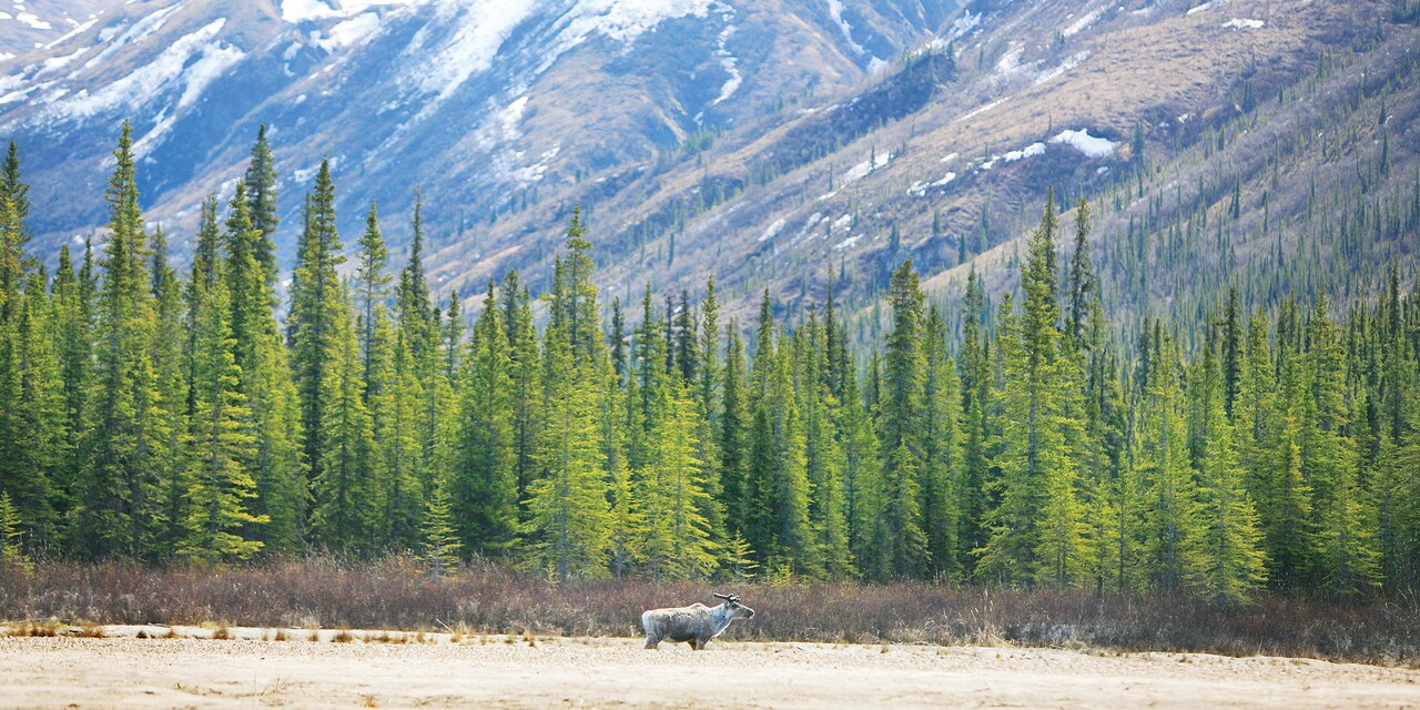 A lone moose stands at the edge of an Alaskan forest surrounded by mountains 