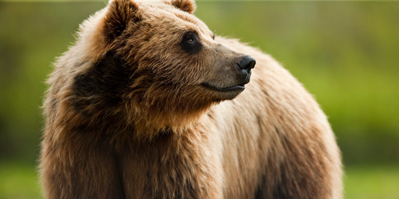 A grizzly bear looks off into the distance