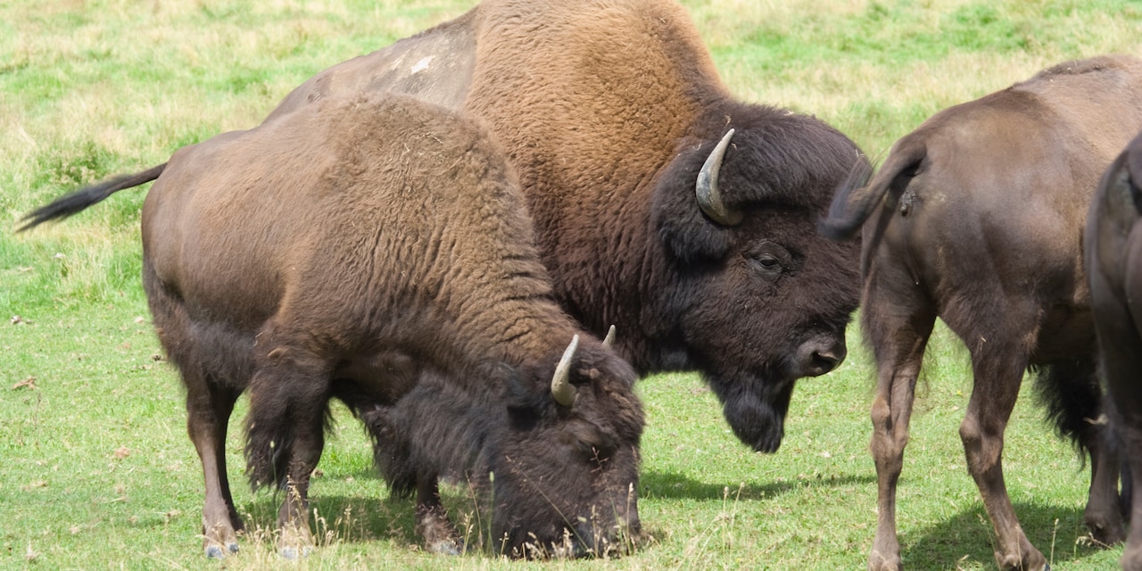 Several bison graze on a grassy plain Several bison graze on a grassy plain
