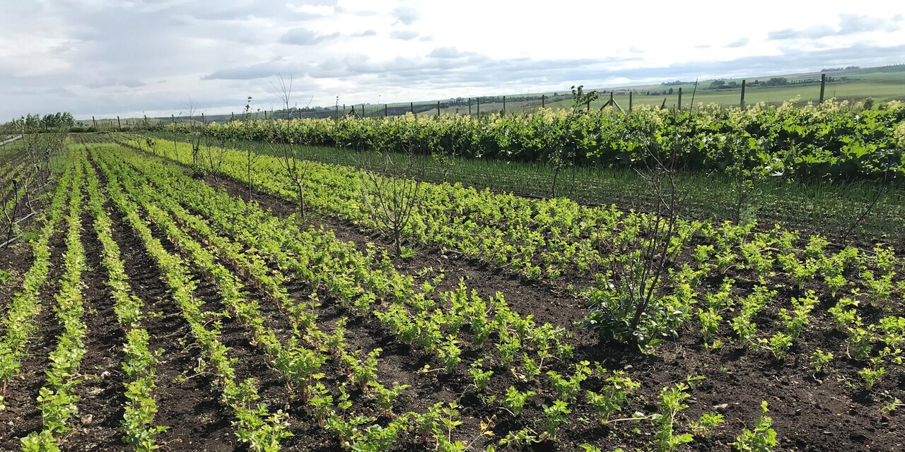 Rows of green crops at a farm