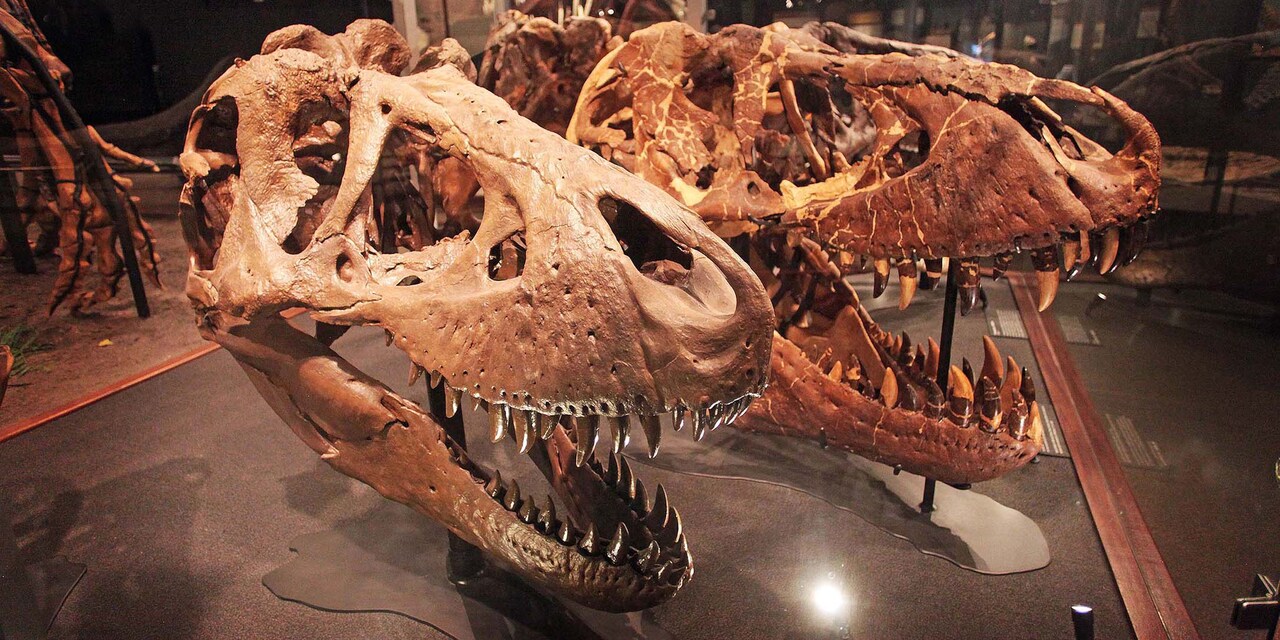 Two large dinosaur skulls on display in a museum