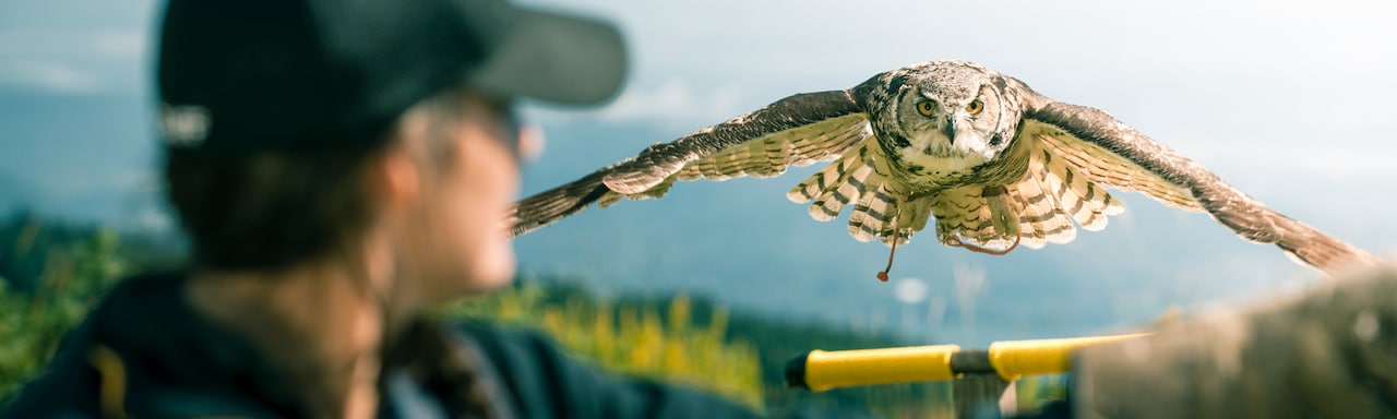 An owl flies to the outstretched arm of a trainer An owl flies to the outstretched arm of a trainer
