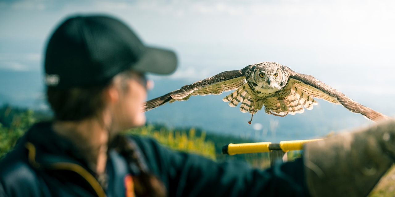 An owl flies to the outstretched arm of a trainer An owl flies to the outstretched arm of a trainer