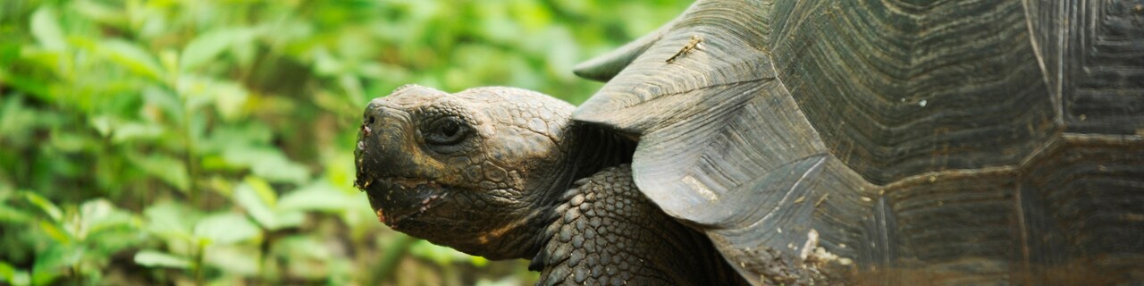 A Galápagos tortoise