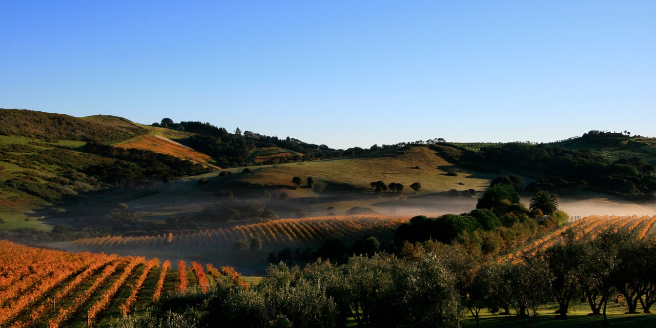 A sprawling vineyard and rolling hills at sunset