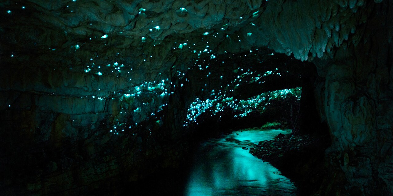 A darkened cave is illuminated by tiny glowworms