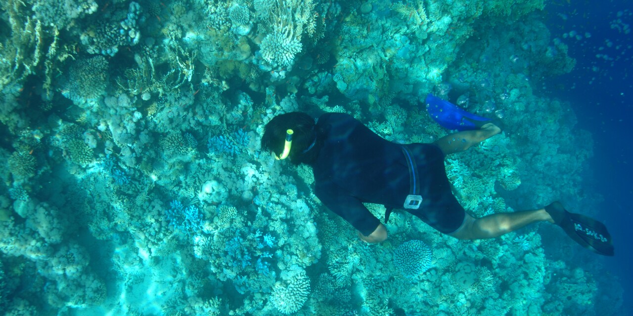 A diver explores a coral reef at Ras Mohammad National Park
