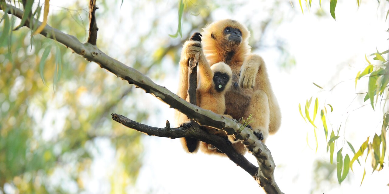 An adult monkey holds a young monkey while sitting on a tree branch