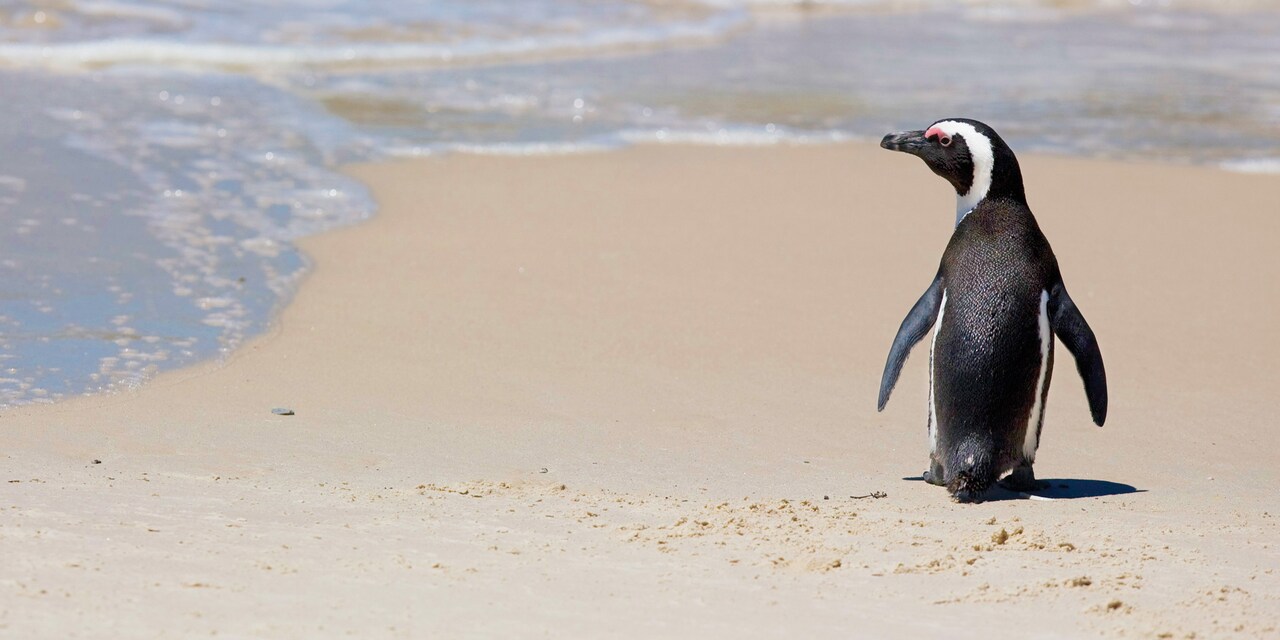 An African penguin walks down a white sand beach, looking out at the ocean