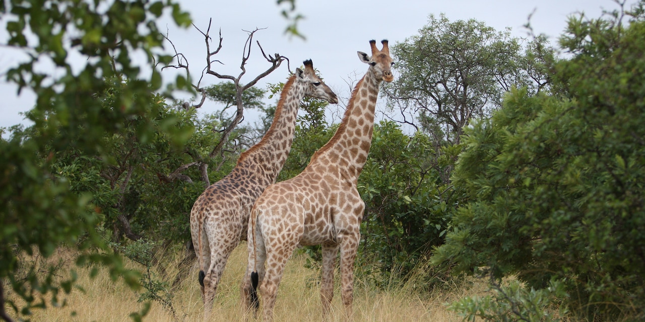 2 giraffes stand in the savanna