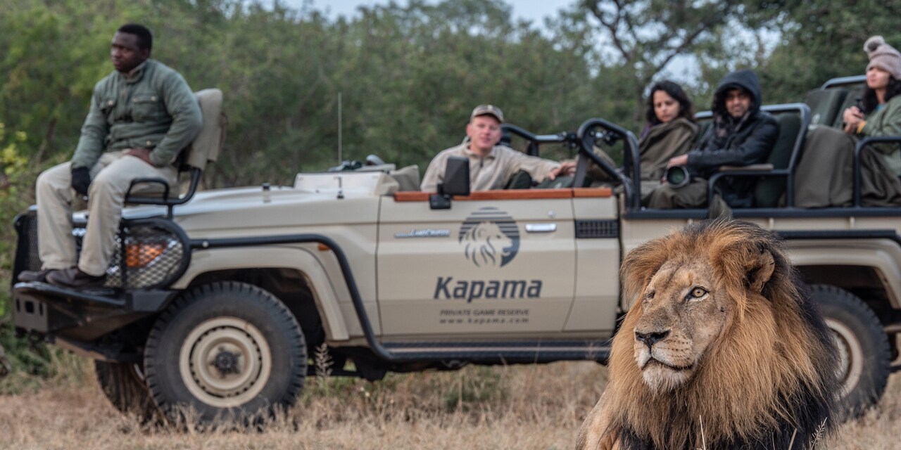A lion rests on the savanna grass near a group of people seated in an open top vehicle with a ‘Kapama Private Game Reserve’ logo on the door