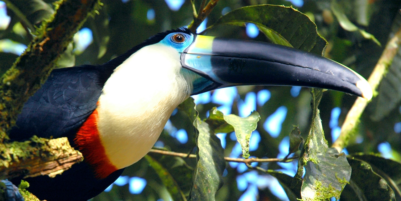 A toucan is perched in a tree