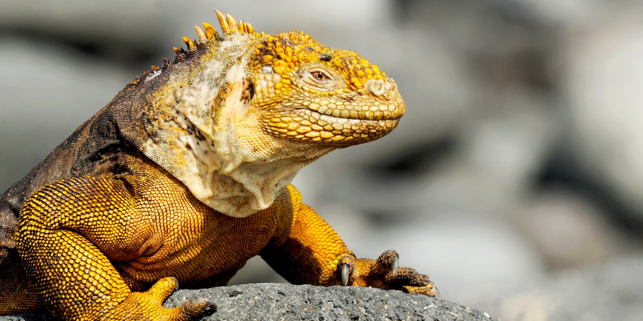 An iguana at rest on a rock An iguana at rest on a rock