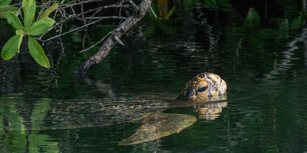 Sea turtle swimming in a cove