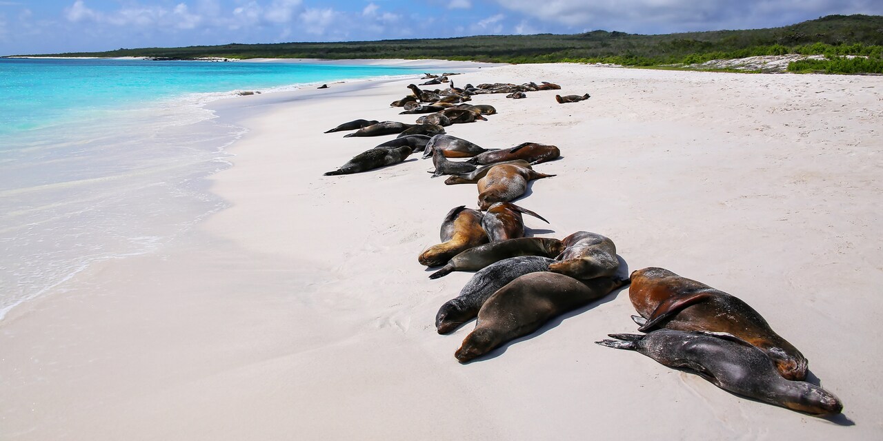 A group of seals resting on a sandy beach