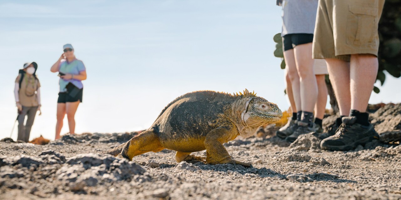 A Galápagos iguana walks past a group of people on a rocky path 