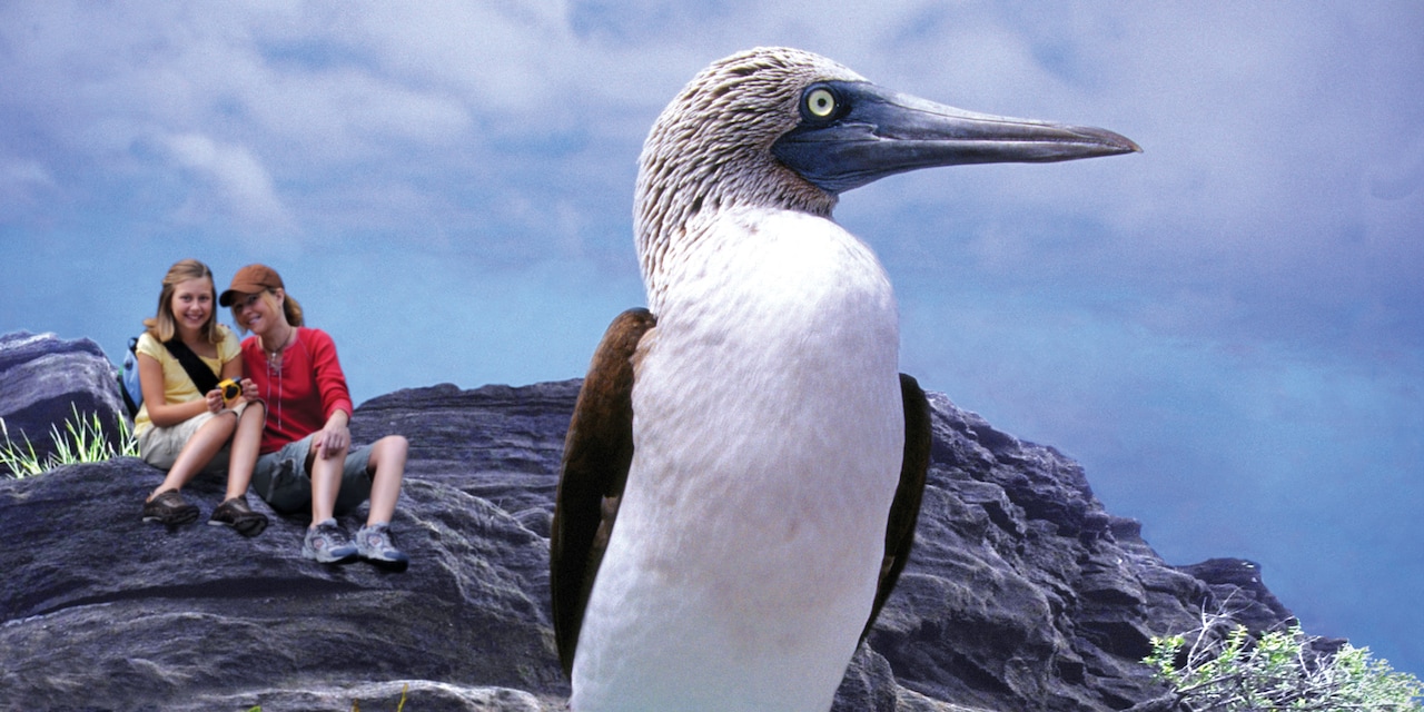 Two people sitting on a rock view a blue-footed booby from a distance