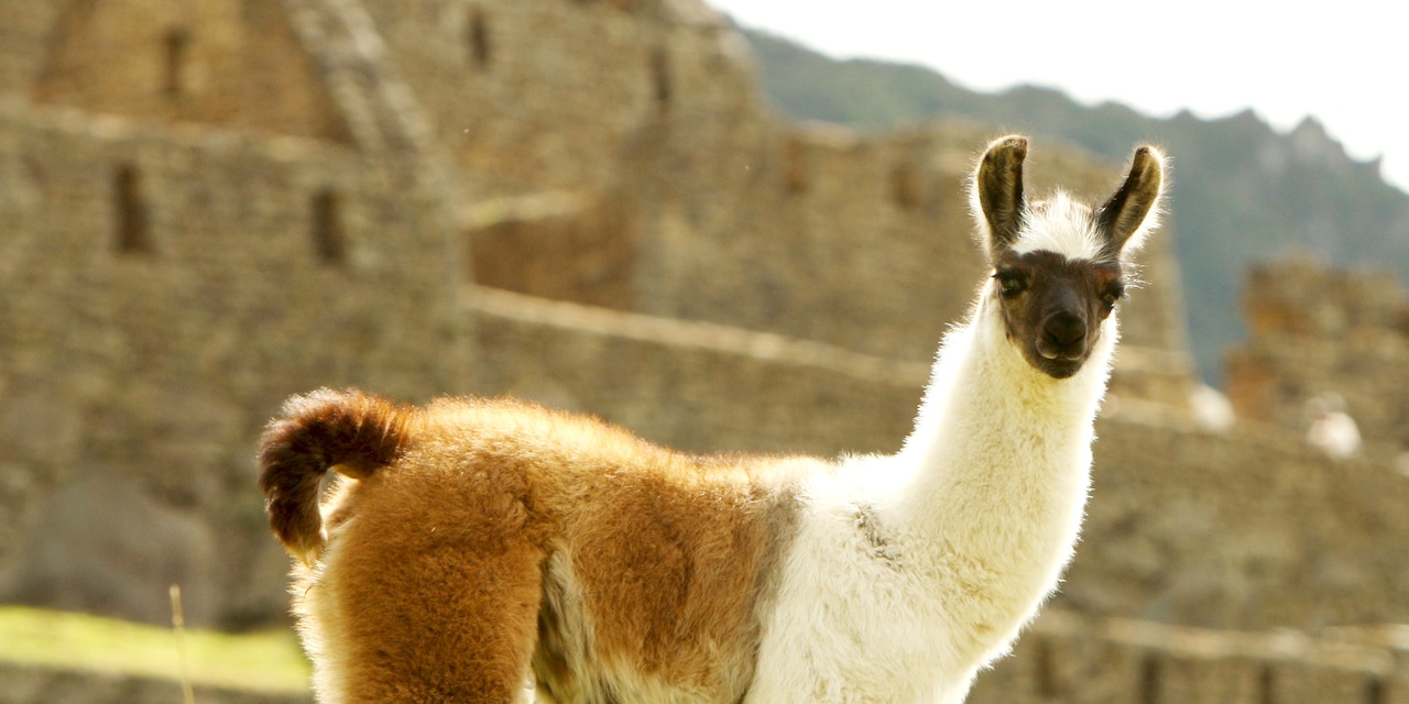 A llama stands in front of Incan ruins