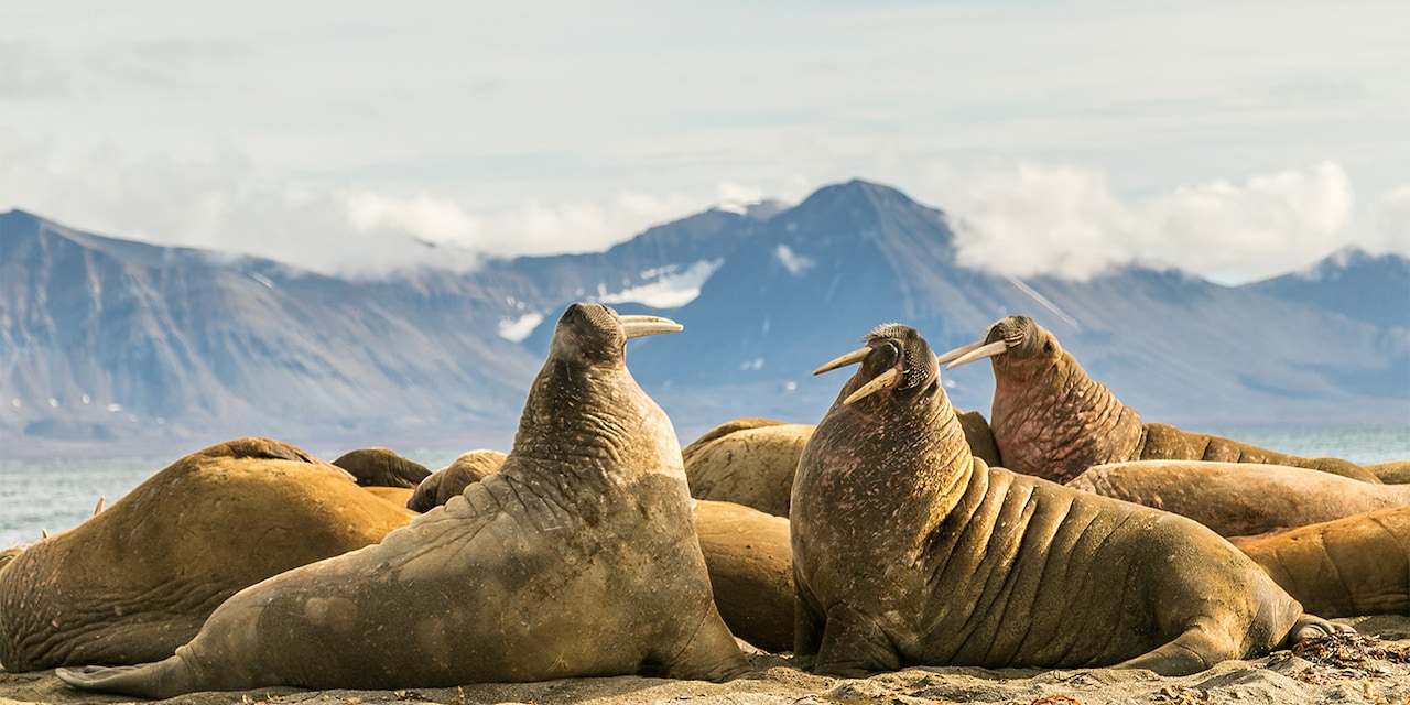 A herd of walruses on the sand near a mountain range