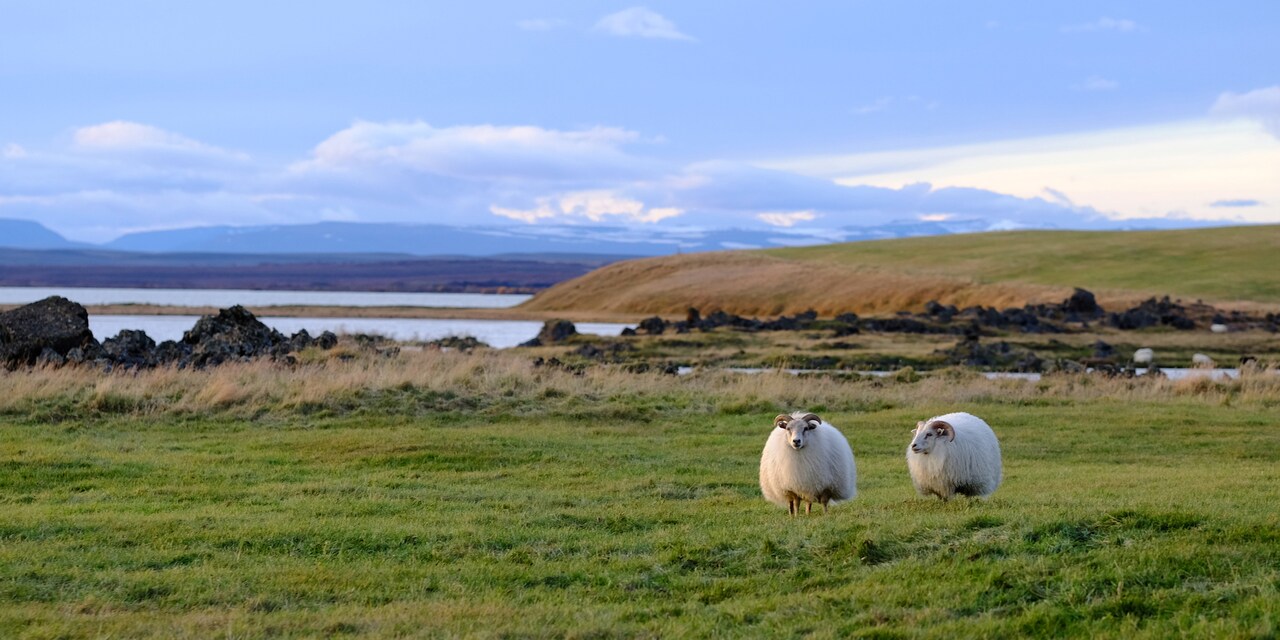 Two sheep graze in a grassy field near the water